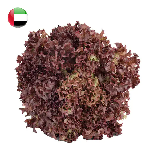 Lettuce Lollo Rosso 200g/pc UAE
