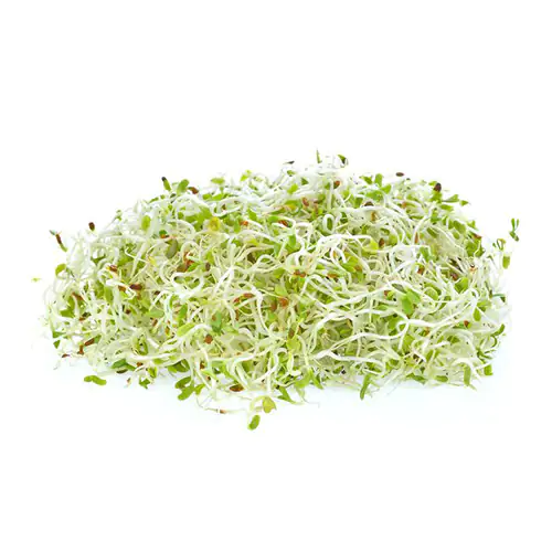 Alfalfa Sprouts 100g Netherlands
