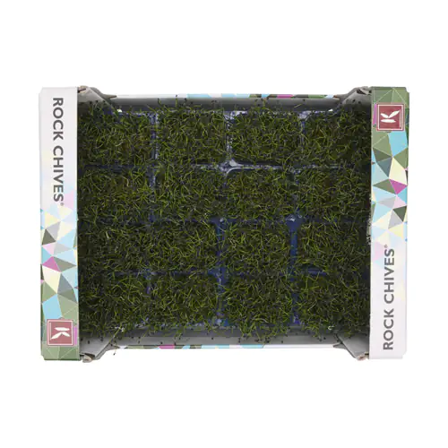 Rock Chives Cress 16pot UAE