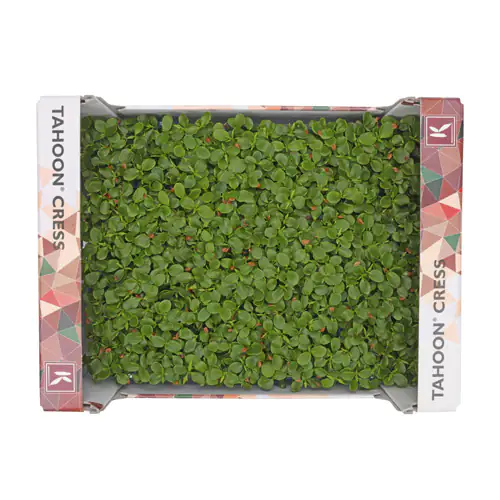 Tahoon Cress 16pot UAE