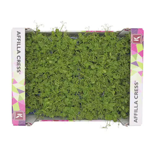 Affilla Cress 16pot UAE